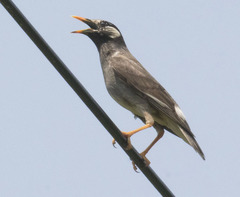 Spodiopsar cineraceus