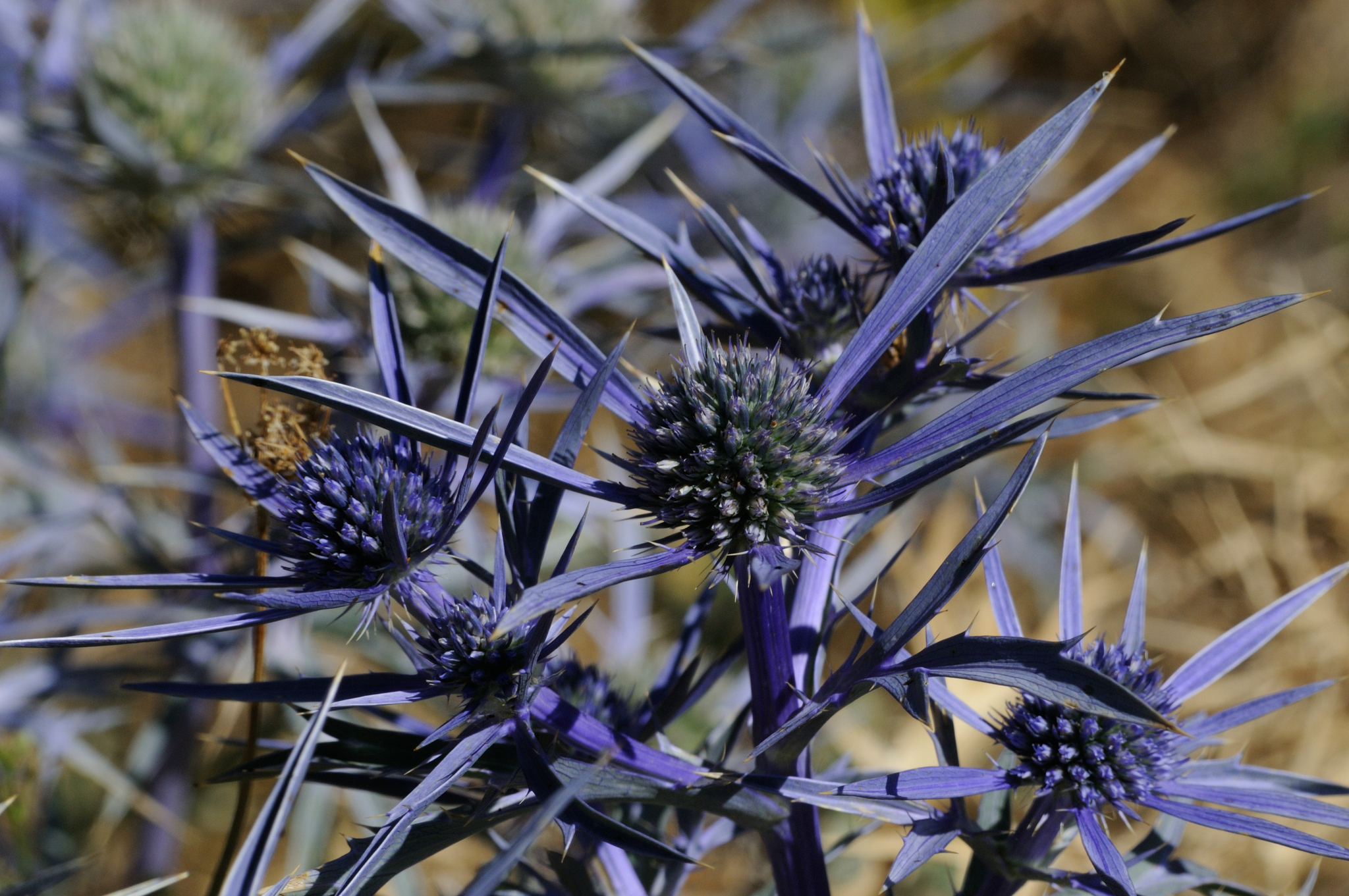 Eryngium amethystinum