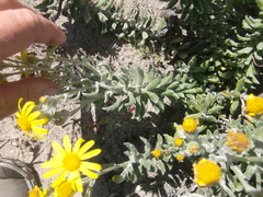 Senecio arniciflorus