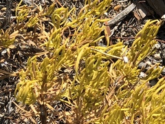 Peucephyllum schottii