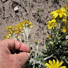 Senecio arniciflorus