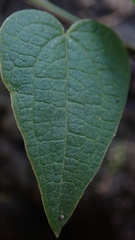 Dioscorea burchellii