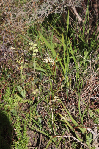 Image of Thesium funale by (c) Tony Rebelo, some rights reserved (CC BY-SA)