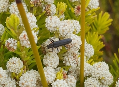 Afronycha albolateralis