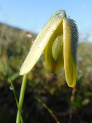 Albuca acuminata