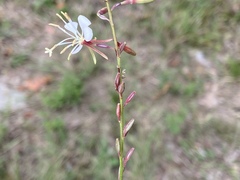 Oenothera filipes