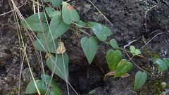 Dioscorea burchellii
