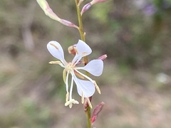 Oenothera filipes