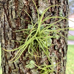 Tillandsia recurvata image