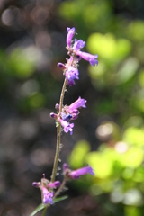 Penstemon procerus formosus