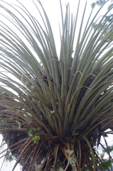 Tillandsia longifolia