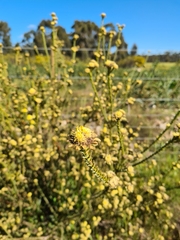 Leucadendron thymifolium