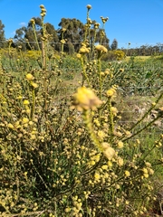 Leucadendron thymifolium