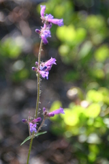 Penstemon procerus formosus