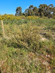 Leucadendron thymifolium