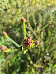Leucadendron thymifolium
