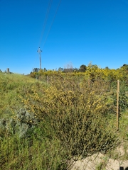 Leucadendron thymifolium