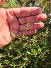 Marasmodes trifida