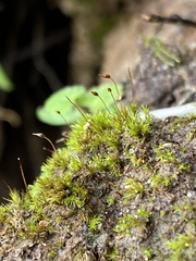 Dicranella varia