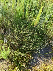 Marasmodes trifida