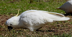 Cacatua galerita galerita