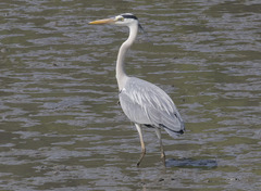 Ardea cinerea
