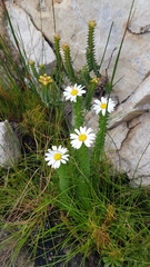 Osmitopsis parvifolia