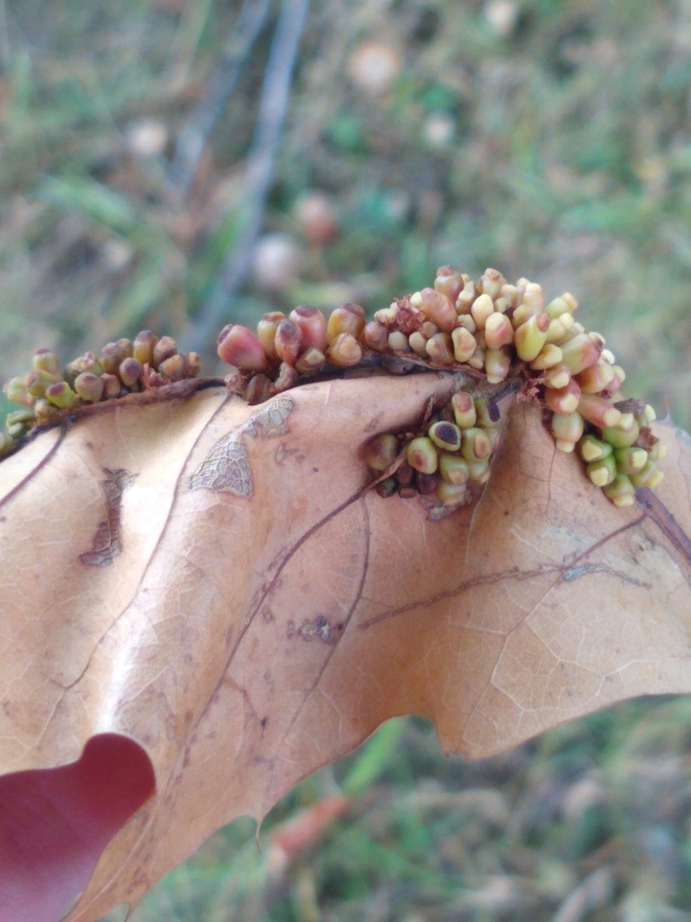 Oak Wheat Gall