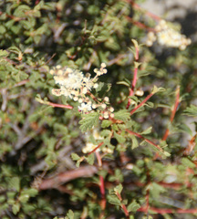 Holodiscus discolor microphyllus