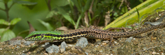Ameiva atrigularis