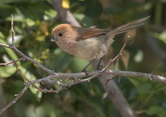 Sinosuthora webbiana
