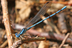 Argia pima