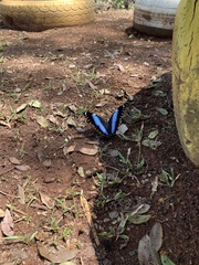 Morpho helenor achillides