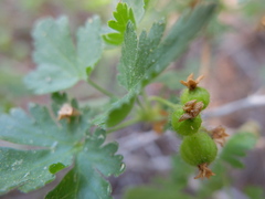 Ribes montigenum