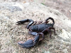 Opisthacanthus