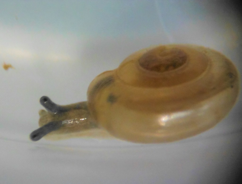 Guppya