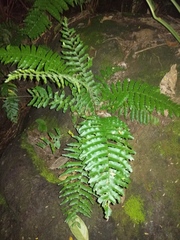 Cyclopeltis semicordata image