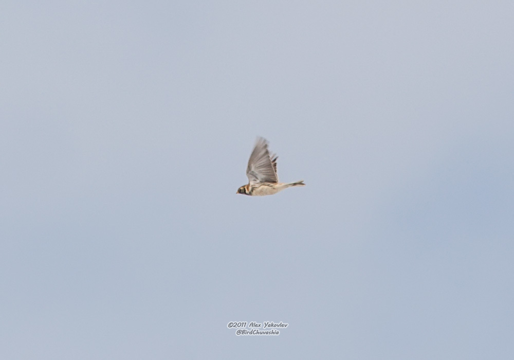 iNaturalist.org. А. Яковлев, Новочебоксарск Чувашия, апрель 2011
