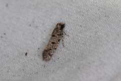 Amydria margoriella