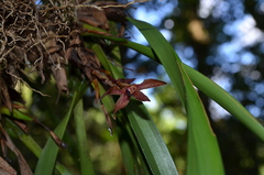 Maxillaria meleagris