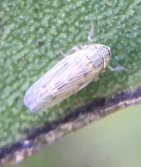 Deltocephalini