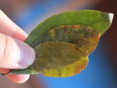 Erythroxylum coca