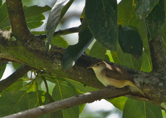 Troglodytes aedon tobagensis