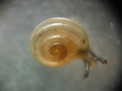 Guppya sterkii