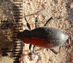Eleodes carbonaria