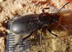 Eleodes carbonaria