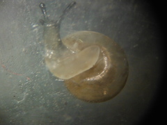 Guppya sterkii