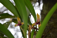 Maxillaria cucullata