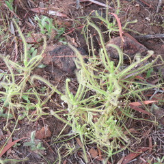 Drosera finlaysoniana