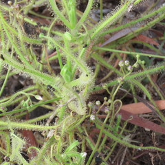 Drosera finlaysoniana